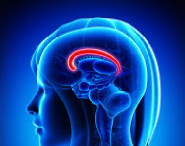 Поясная извилина (cingulate gyrus) - блог доктора Минутко Передняя часть поясной извилины коры головного мозга